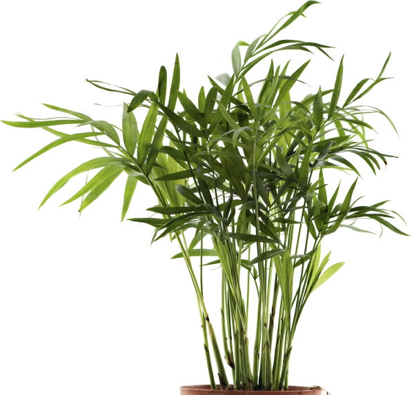 Bamboo plant as a gift idea for employees